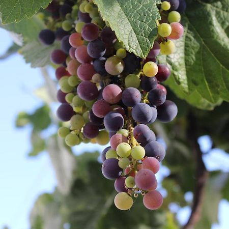 Casa-Finca El Maipez De Tejeda 라스팔마스 외부 사진