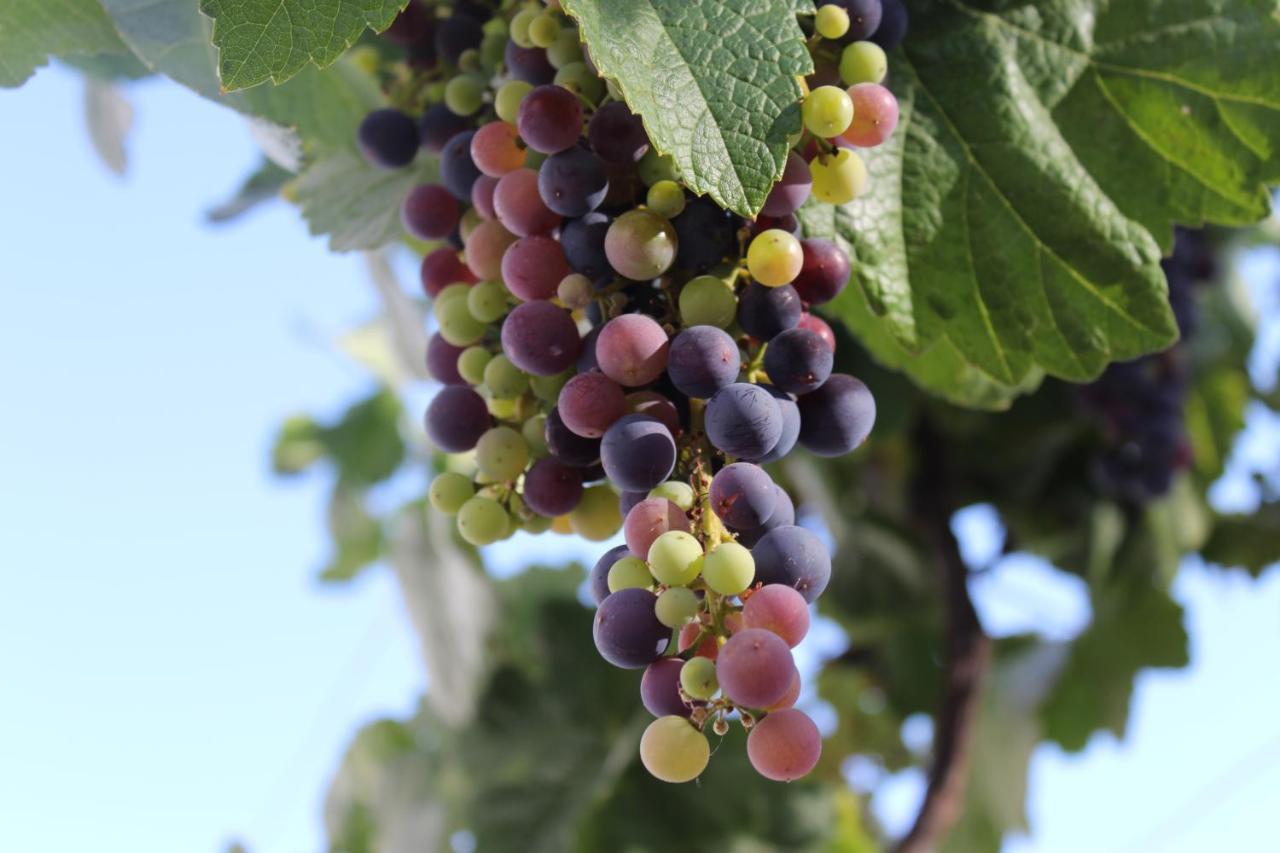 Casa-Finca El Maipez De Tejeda 라스팔마스 외부 사진